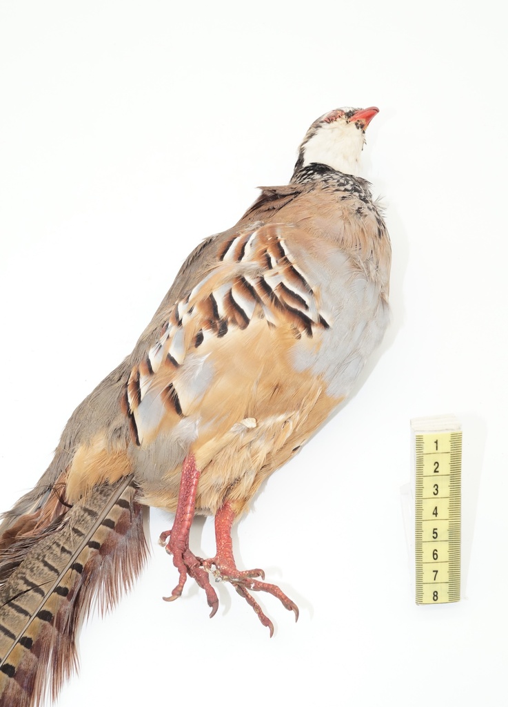 Codorniz disecada
