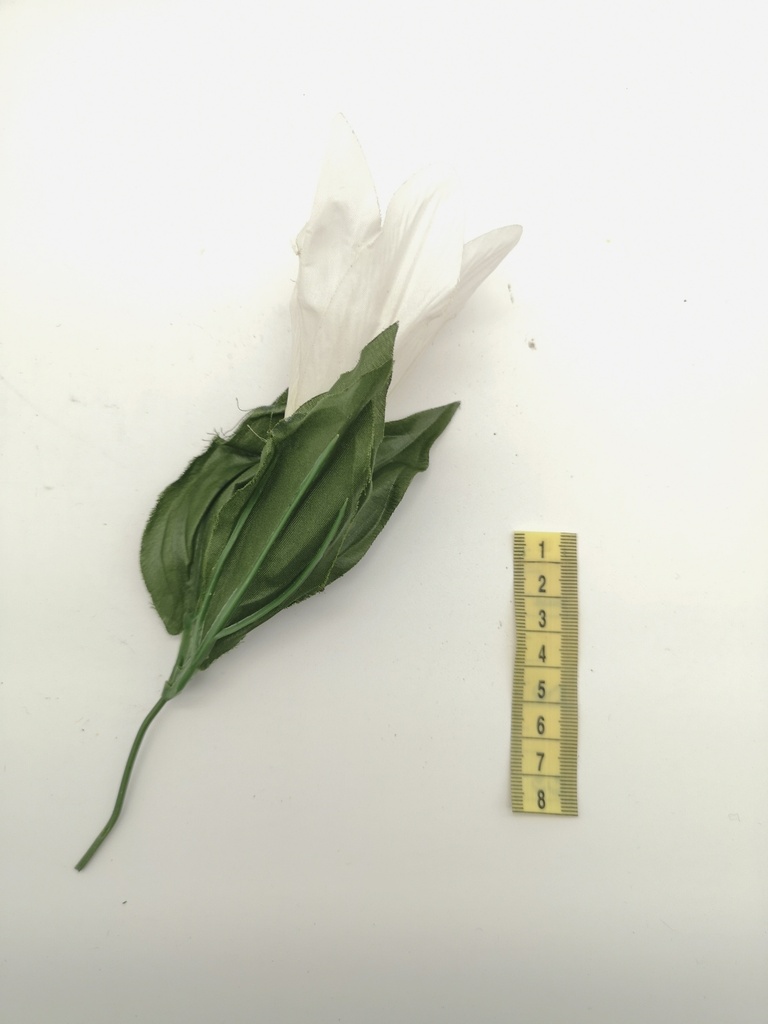 Flor, lirio blanco