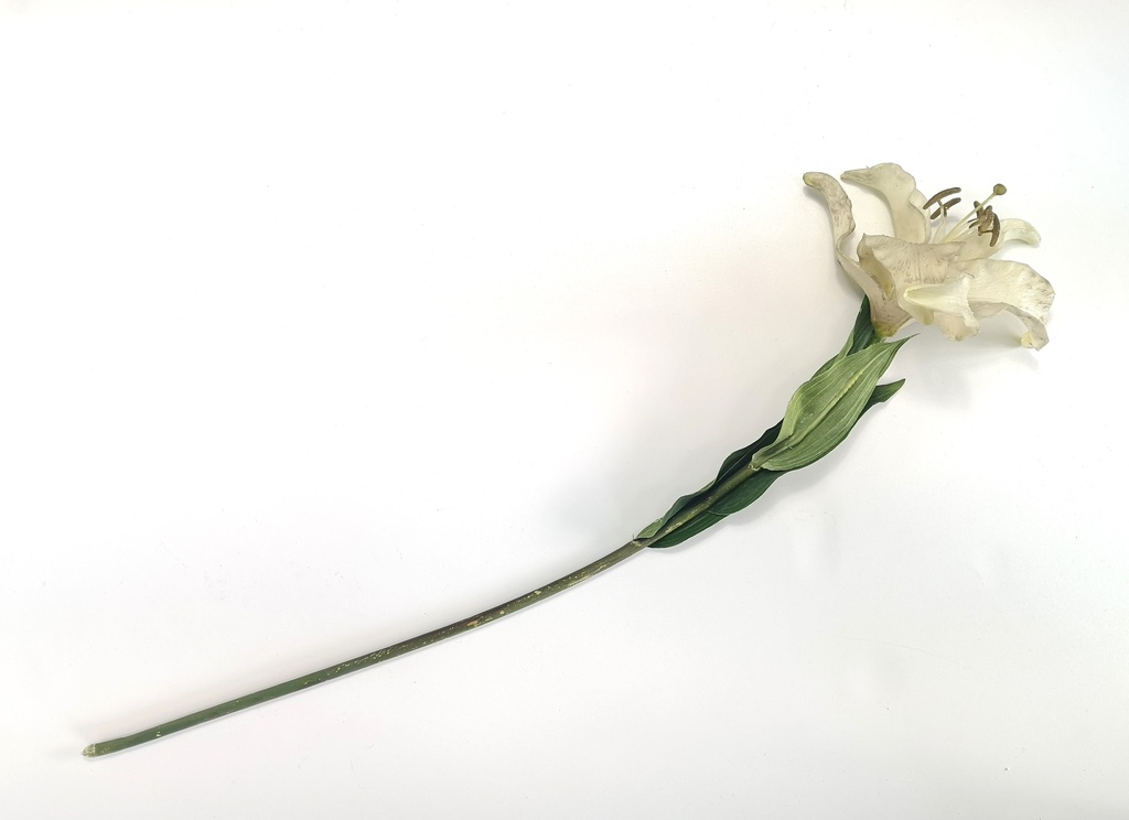 Flor, lirio blanco