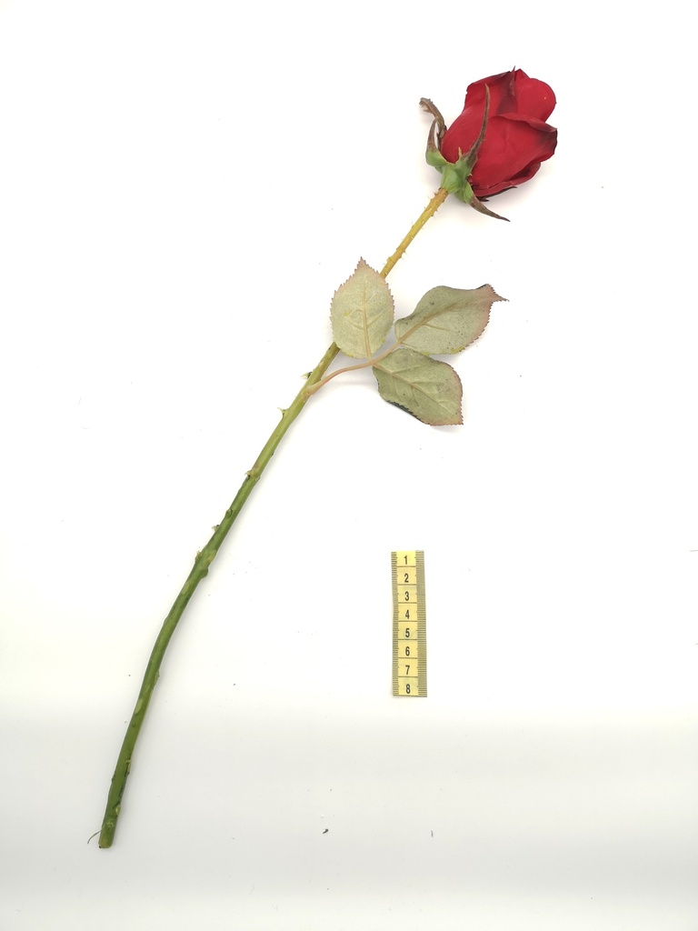 Flor, rosa roja (larga)