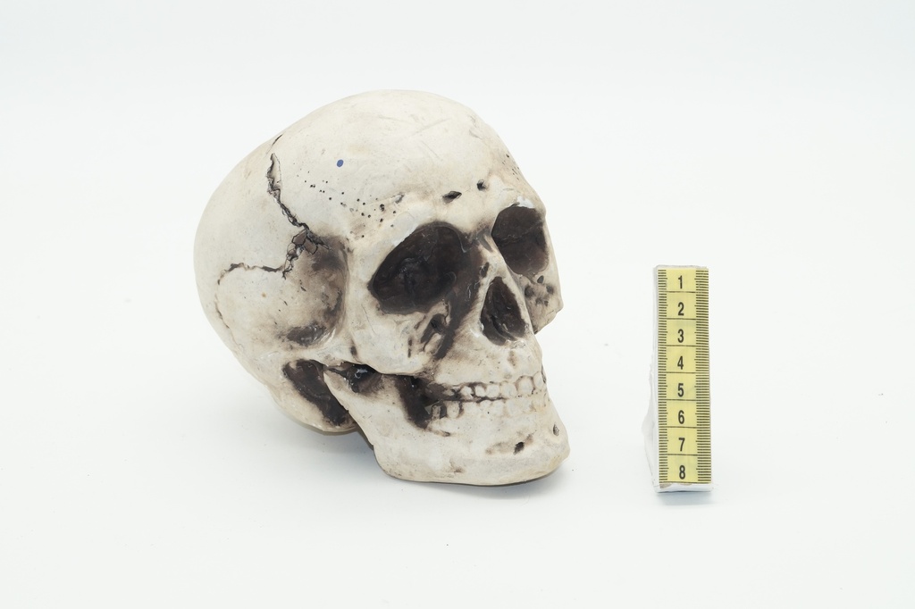 Calavera confeccionada