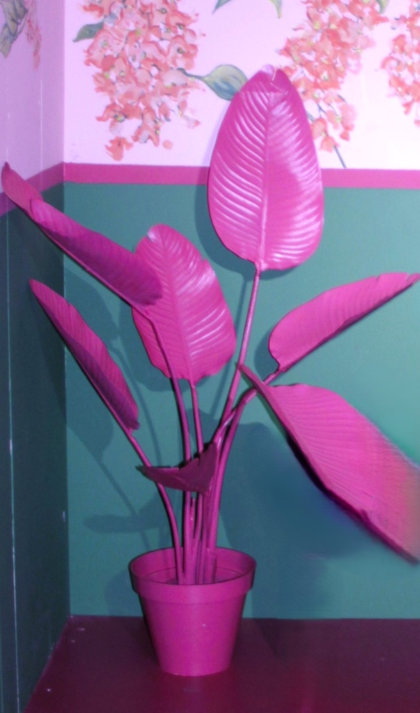 Planta grande rosa