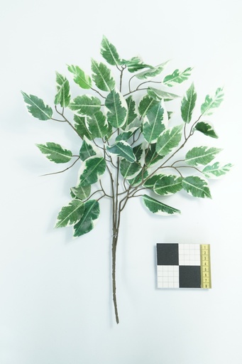 [OP00467] Planta, Ficus (rama)