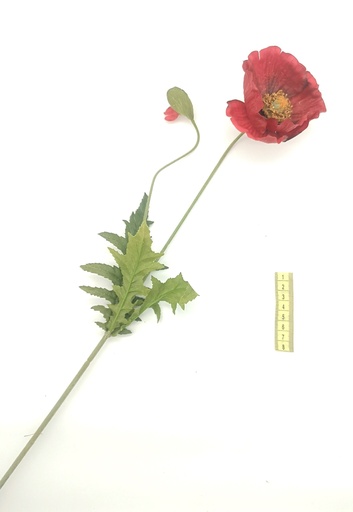[OP00489] Flor, amapola
