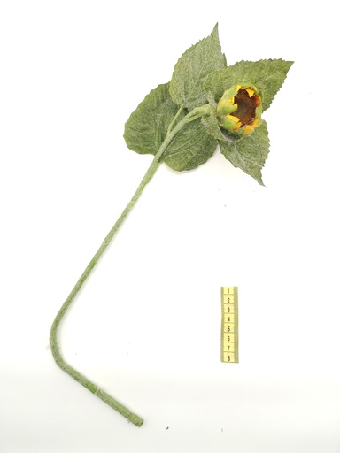 [OP00505] Flor, girasol