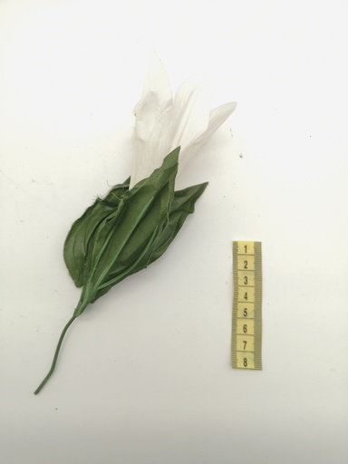 [OP00510] Flor, lirio blanco