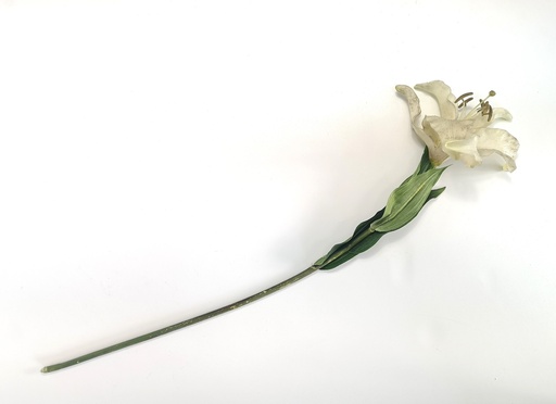 [OP00492] Flor, lirio blanco