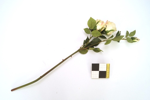 [OP00660] Flor, racimo de rosa blanca