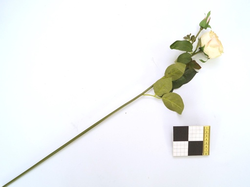 [OP00661] Flor, rosa blanca