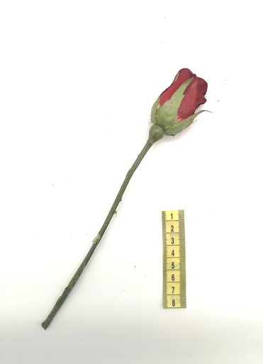 [OP00496] Flor, rosa roja (capullo)
