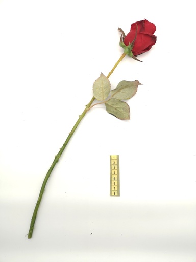 [OP00507] Flor, rosa roja (larga)