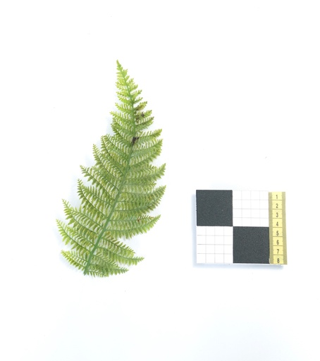 [OP00471] Planta, Helecho (rama)