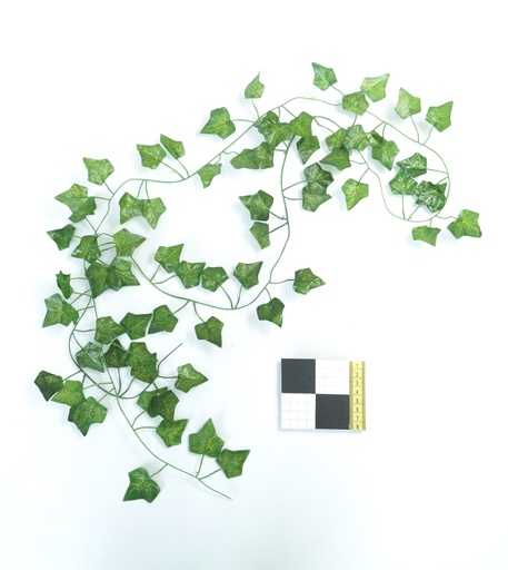 [OP00470] Planta, Hiedra