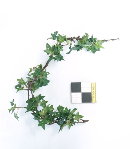 [OP00473] Planta, Hiedra