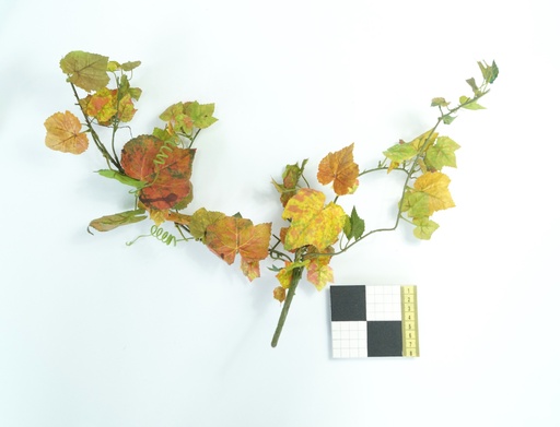 [OP00474] Planta, rama de vid