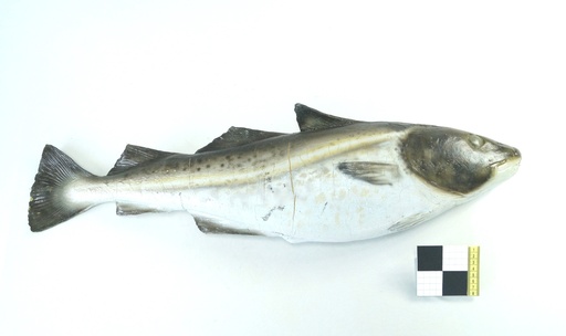 [OP00400] Bacalao