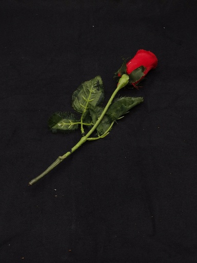 [OP04013] Rosa roja
