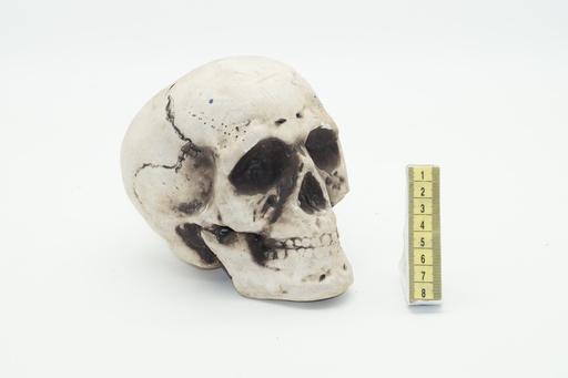 [OP00595] Calavera confeccionada