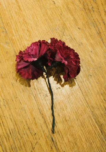[OP06284] Clavel rosa
