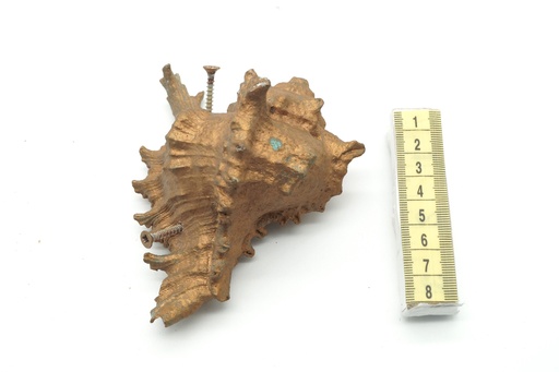 [OP00556] Caracola